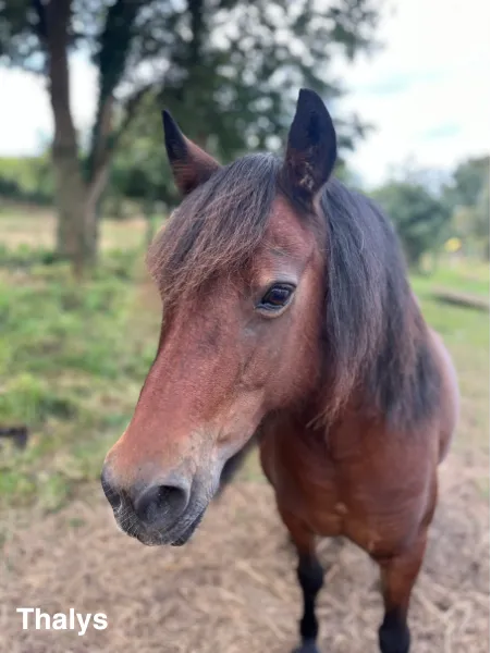 balade a cheval fegreac