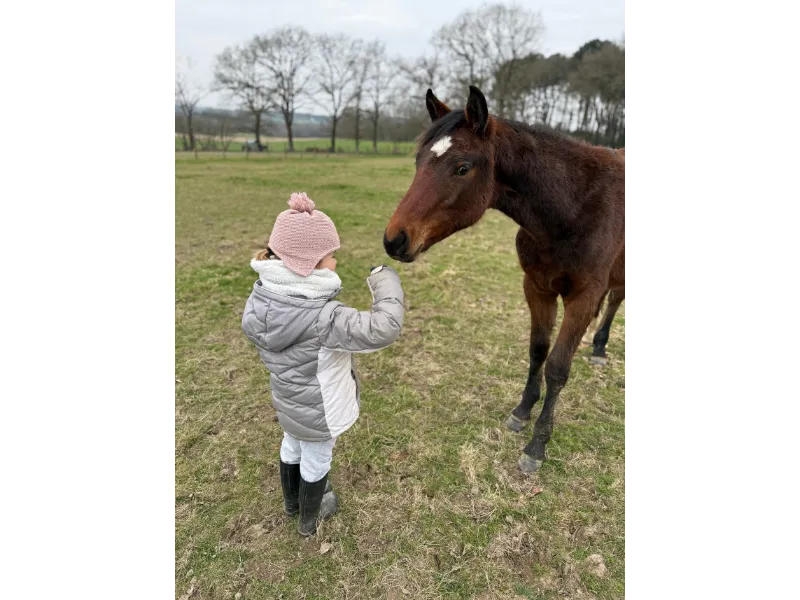 ecurie pour cheval missillac