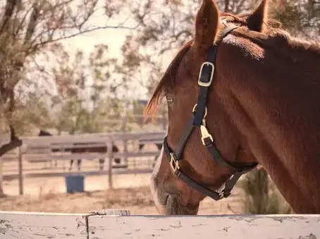 écurie pour cheval Missillac-4