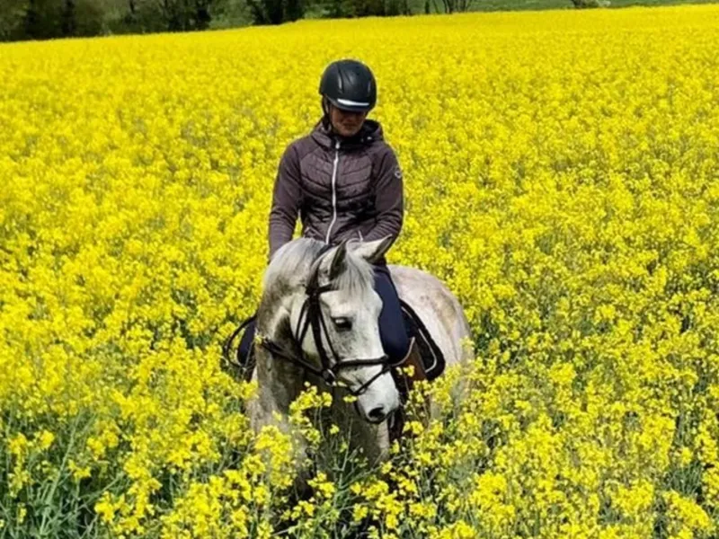 ecurie pour cheval redon