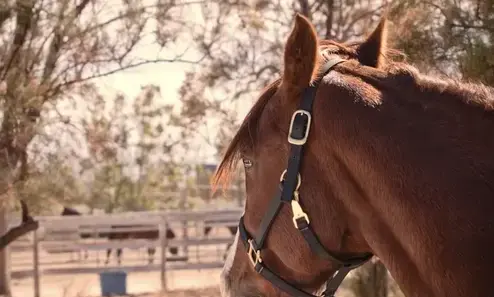 écurie pour cheval Sévérac-4