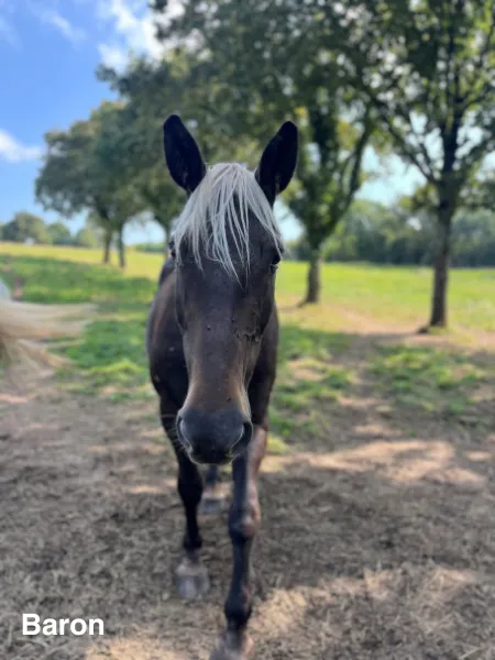 ferme equestre guenrouet