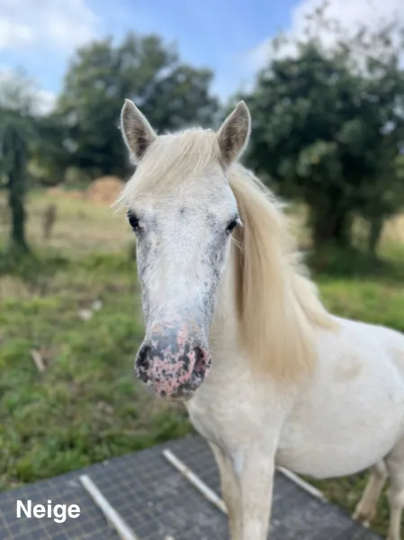ferme equestre missillac