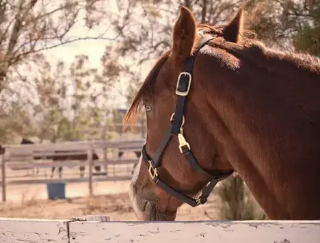 pension pour chevaux Fégréac-4