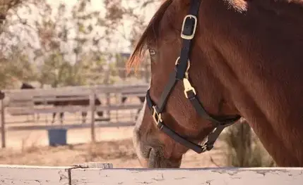 pension pour chevaux Missillac-1