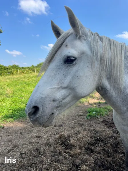 pension pour chevaux missillac