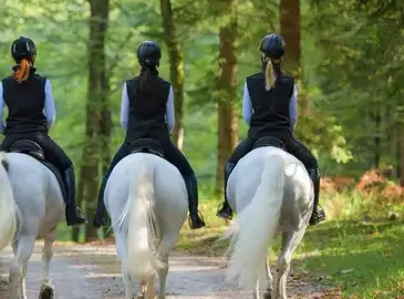 pension pour chevaux Saint Dolay-2