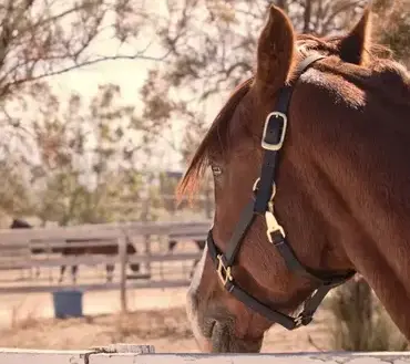 pension pour chevaux Saint Dolay-3