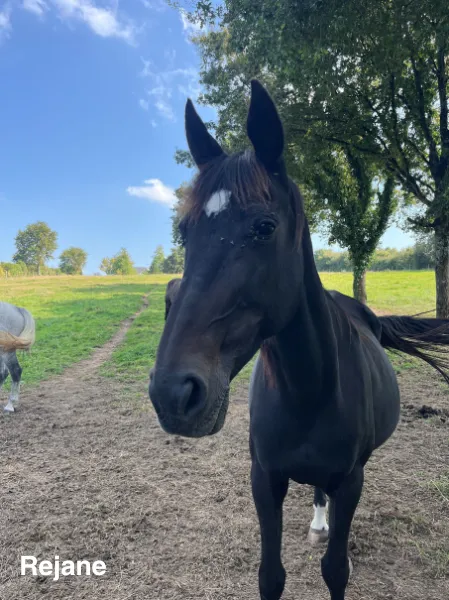 pension pour chevaux saint gildas des bois