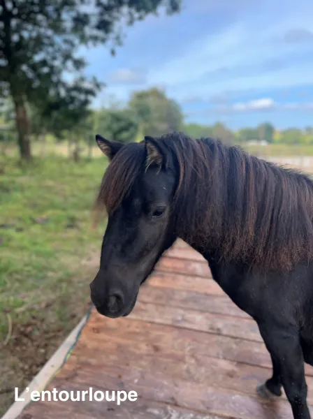 pension pour chevaux severac