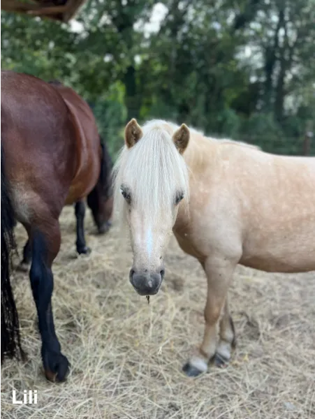 poney club missillac