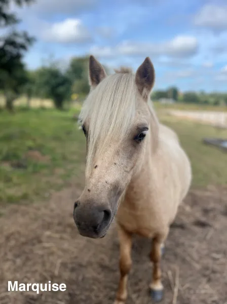 poney club missillac