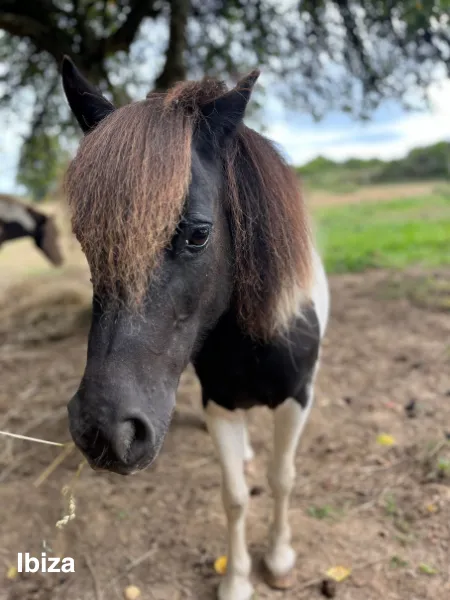 poney club missillac