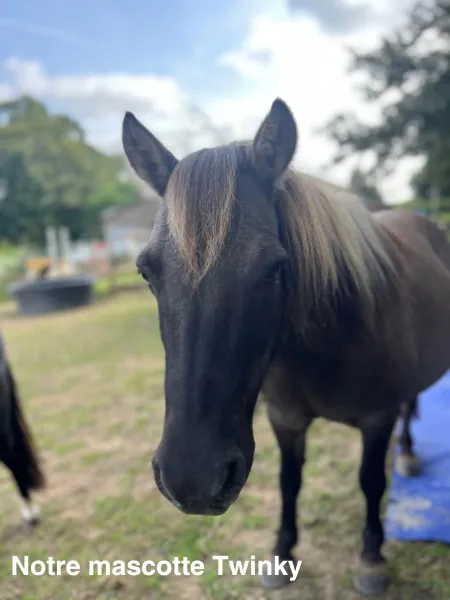 poney club redon
