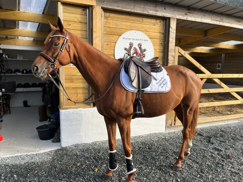 stage d equitation redon